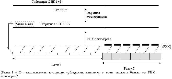 Рис.3. Путь клонирования ассоциатов (гибридов) паразитических белков in vivo